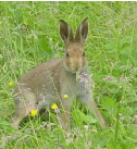 Irish hare