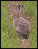 Brown hare